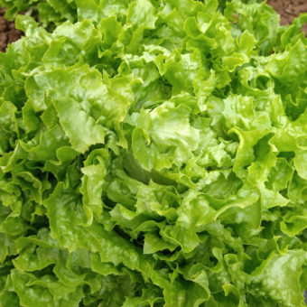 Fristina Lettuce Organic Fristina Lettuce Seed