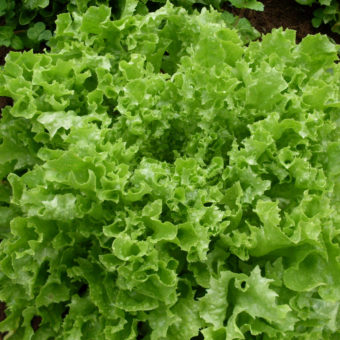 Organic Fristina Lettuce Seed