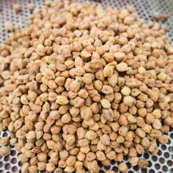 Organic Golden Dragon Garbanzo Bean Seed