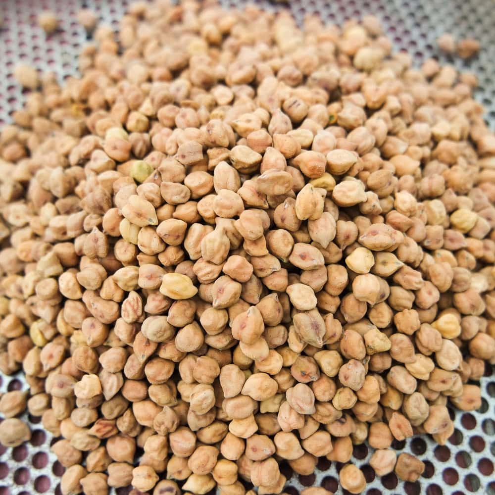 Organic Golden Dragon Garbanzo Bean Seed