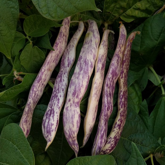 Marvel of Piedmont Bush Snap Bean