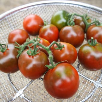 Pigletwillie's French Black tomato organic seed