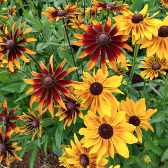Organic Rustic Colors Rudbeckia Seeds