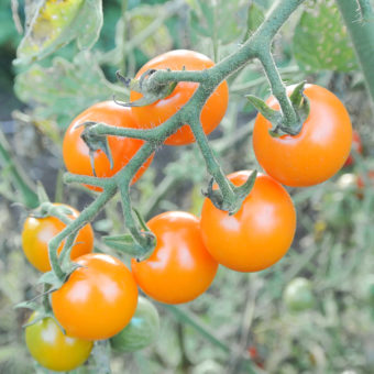 Tomato, Santiam Sunrise (Organic)