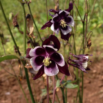 Organic William Guinness Columbine seed