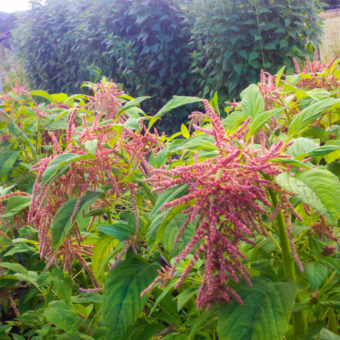 Coral Fountain Amaranth