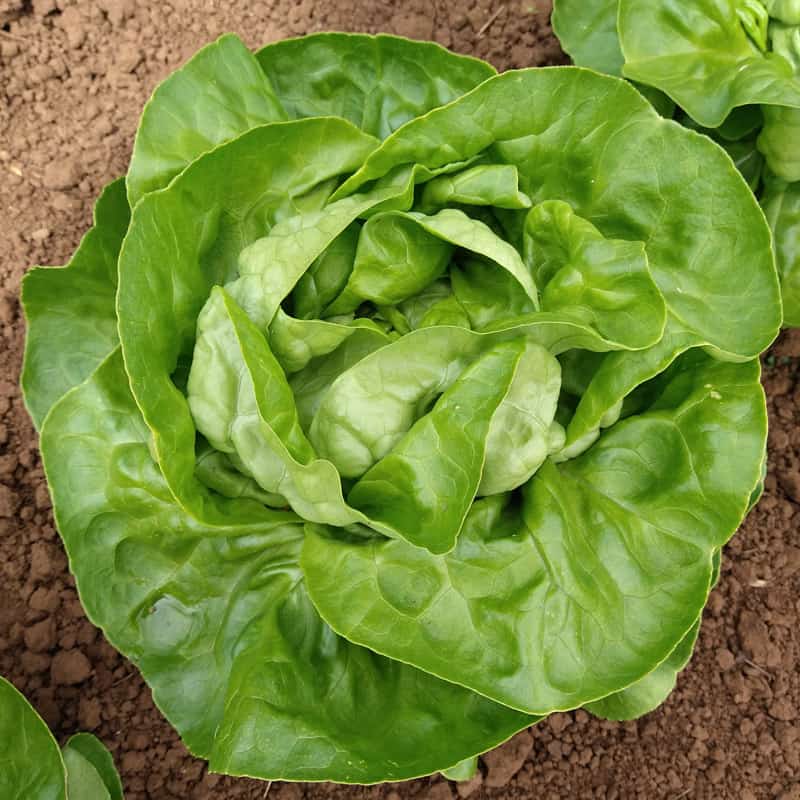 Organic Baja Lettuce seed