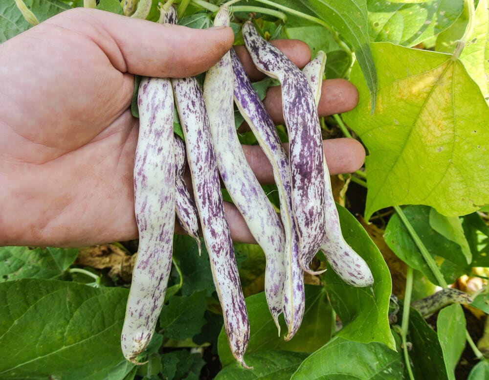 Marvel of Piedmont Bush Snap Bean