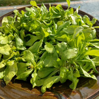 organic Gelber Nussler Corn Salad seed