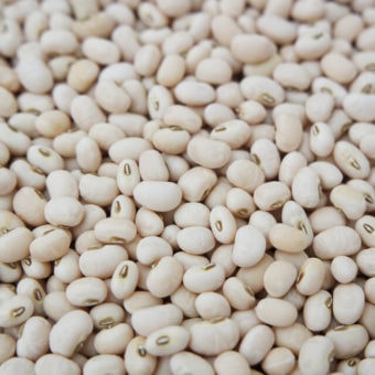 Cowpea, Fast Lady Northern Southern Pea (Organic)