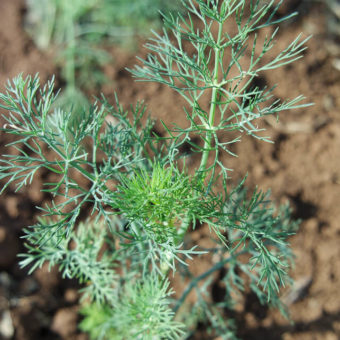 Dill, Ambrosia (Organic)