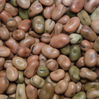 Fava Bean, Sweet Lorane (Organic)