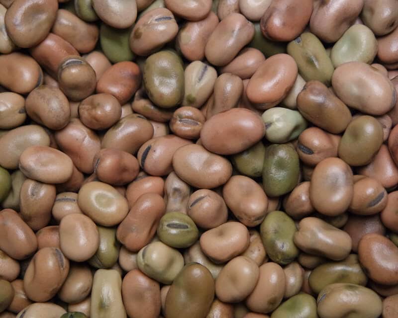Fava Bean, Sweet Lorane (Organic)
