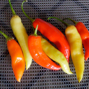 Hot Pepper, Aji Crystal (Organic)