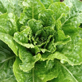 Organic Augustus Lettuce seed