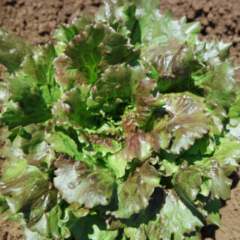 Lettuce, Hanson Red (Organic)