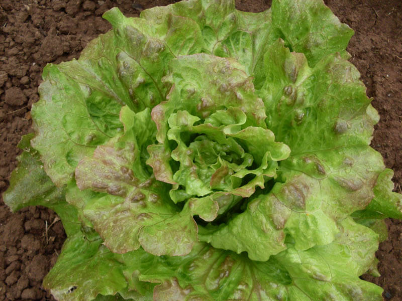 Lettuce, Slogun (Organic)