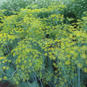 Mt Adams Dill Organic Mt Adams Dill seed