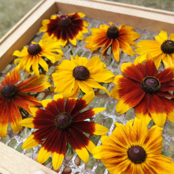 Rudbeckia, Rustic Colors (Organic)