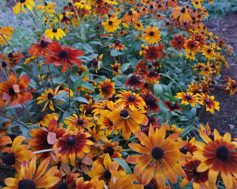 Rudbeckia, Rustic Colors (Organic) - Image 3