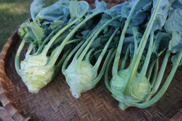 Kohlrabi, Superschmelz (Organic) - Image 3