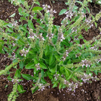 Organic Tulsi Temperate Sacred holy basil seed