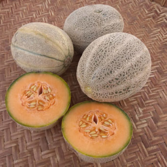 Melon, Arancino (Organic)