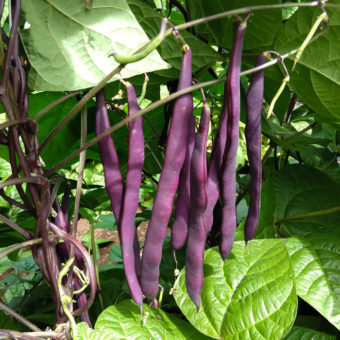 Organic Kew Blue Pole Snap Bean seed