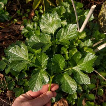 Alexanders Greens