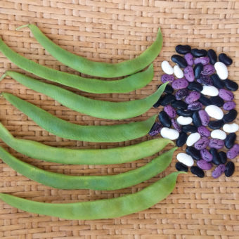 Organic British Pop Runner Bean Seeds