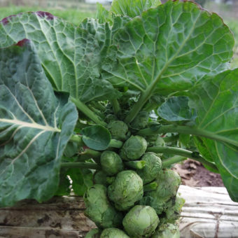 Brussels Sprouts, Early Half Tall (Organic)