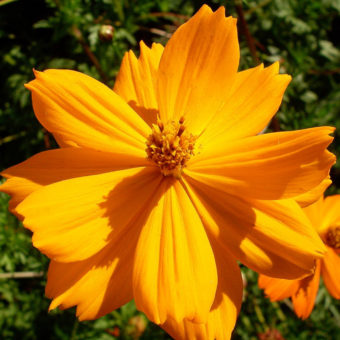 Buddha's hand Cosmos