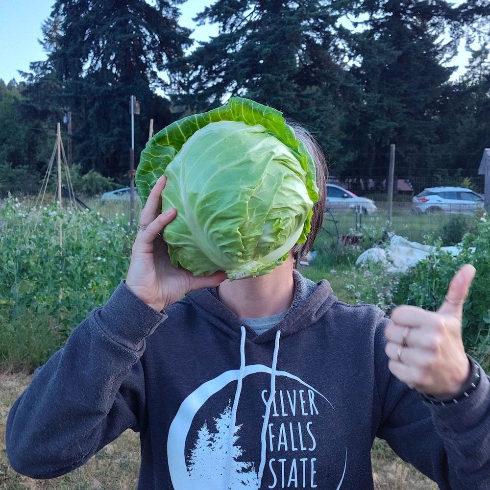 Cabbage, Primax (Organic) - Image 3