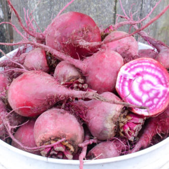 Chioggia Beet Chioggia Beet