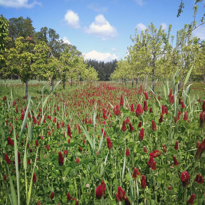 Clover, Crimson (Organic) - Image 3