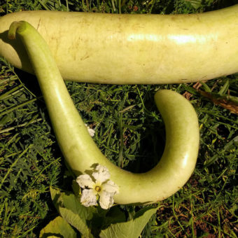 Cucuzzi Gourd (Organic)