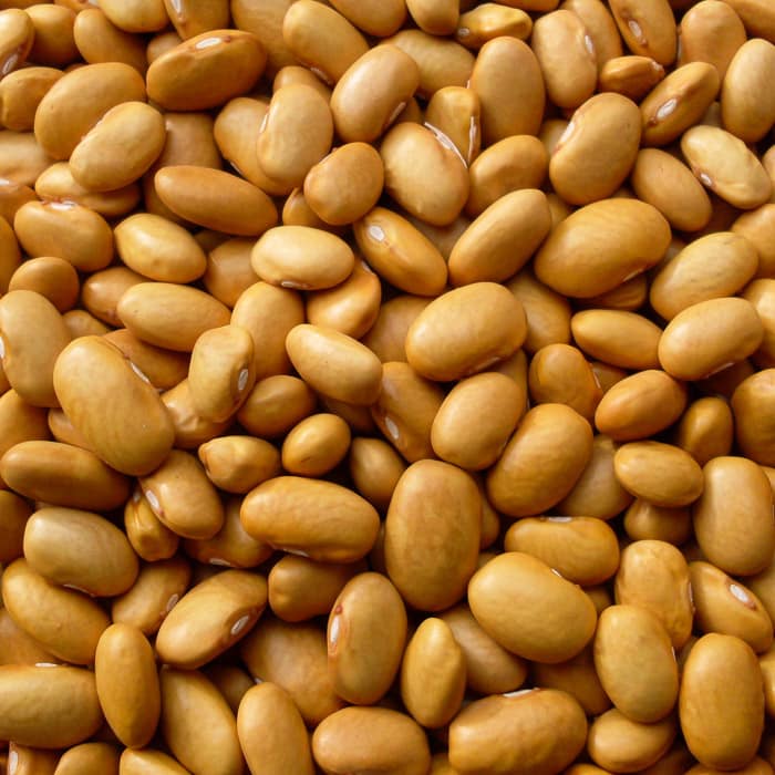 Nez Perce Bush Dry Bean