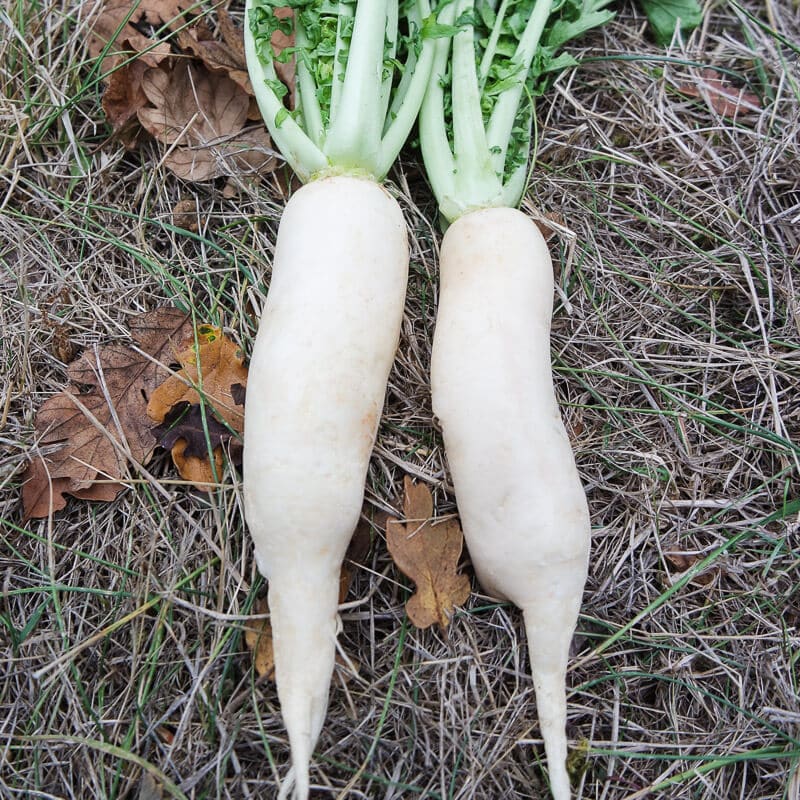 Radish, Okhura Winter Queen Daikon (Organic) - Image 2