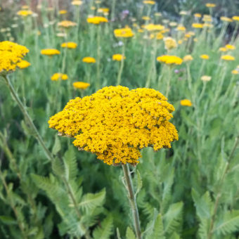 Parker's Gold Yarrow