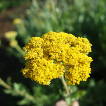 Parker's Yarrow