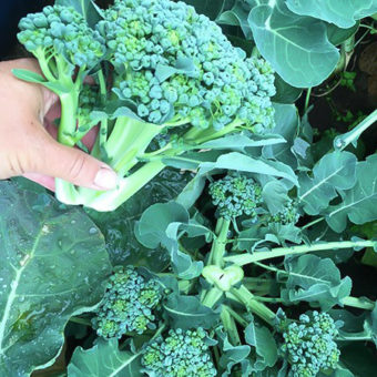 Piracicaba Broccoli Seed