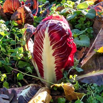 Organic Treviso Mesola Radicchio seed