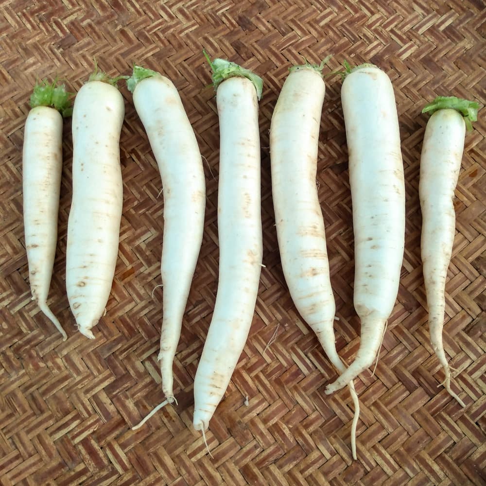 Organic Radish Okhura Winter Queen Daikon seed