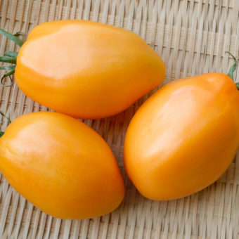 Sibirische Orange / Siberian Orange Tomato Siberian Orange Tomato