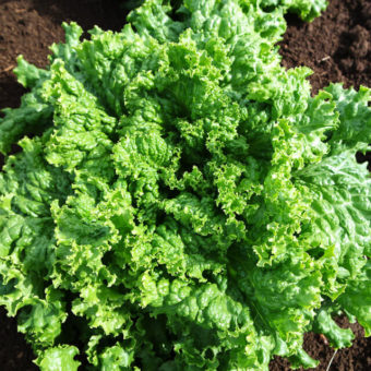 Lettuce, Snowflake (Organic)