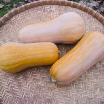 Sonca Orange Butternut