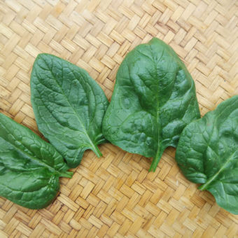 Spinach, Steadfast (Organic)