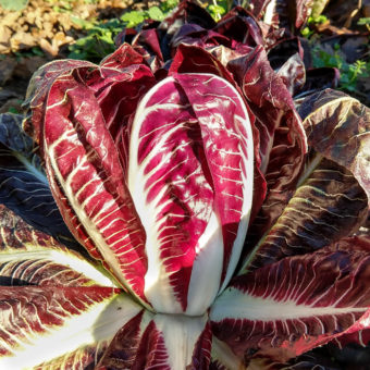 Treviso Mesola Radicchio Organic Treviso Mesola Radicchio seed