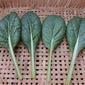 Yukina Savoy Greens - Organic Seed - Adaptive Seeds