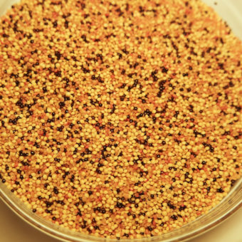 Amaranth Alliance Mix